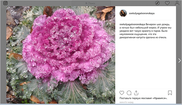 Как сохранить фото из Инстаграма: 6 способов скачивания изображений на компьютер и в телефон